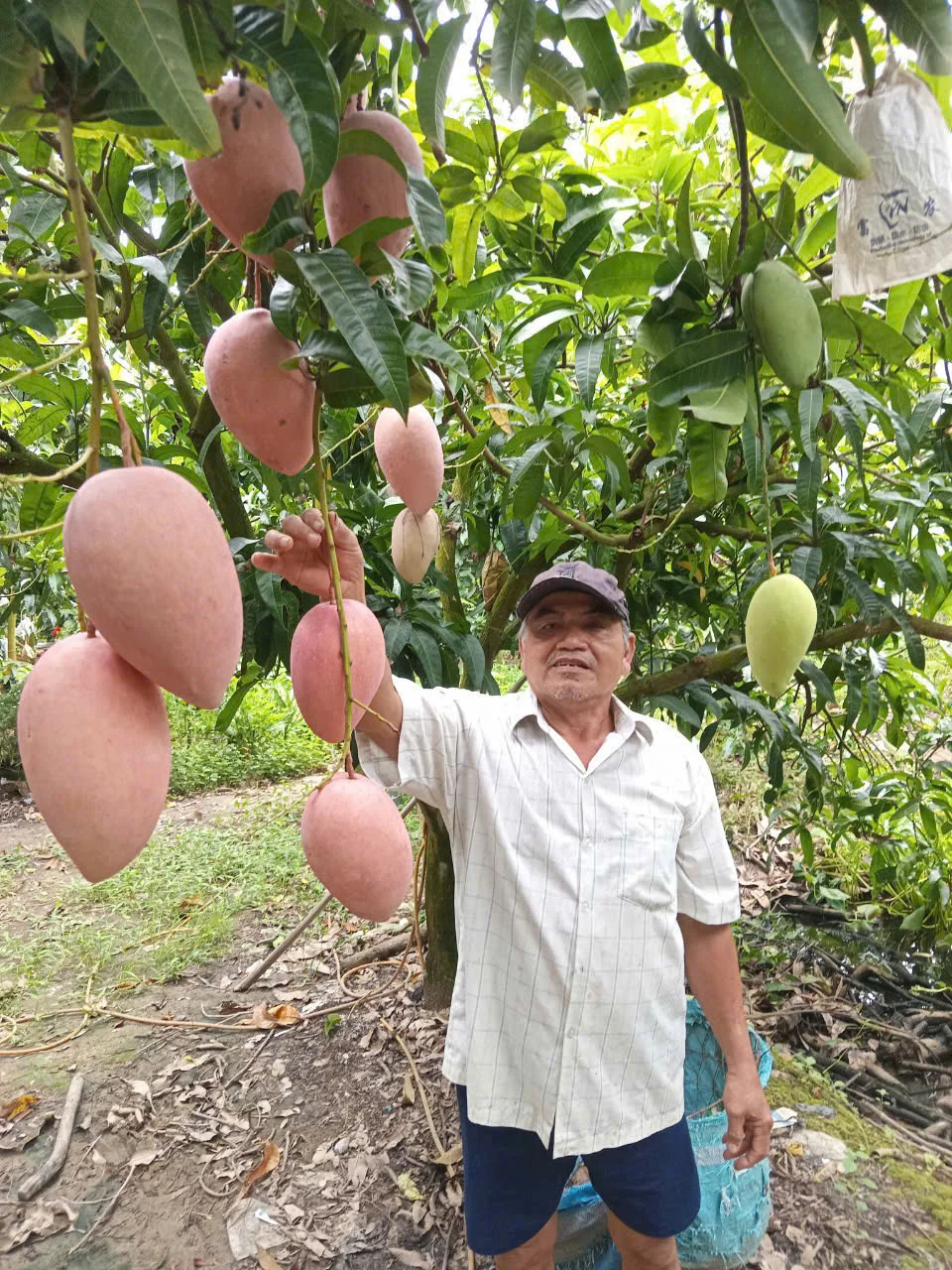 Chú 9 Kha - Chủ Vựa Khoai Môn Hồng Thảo