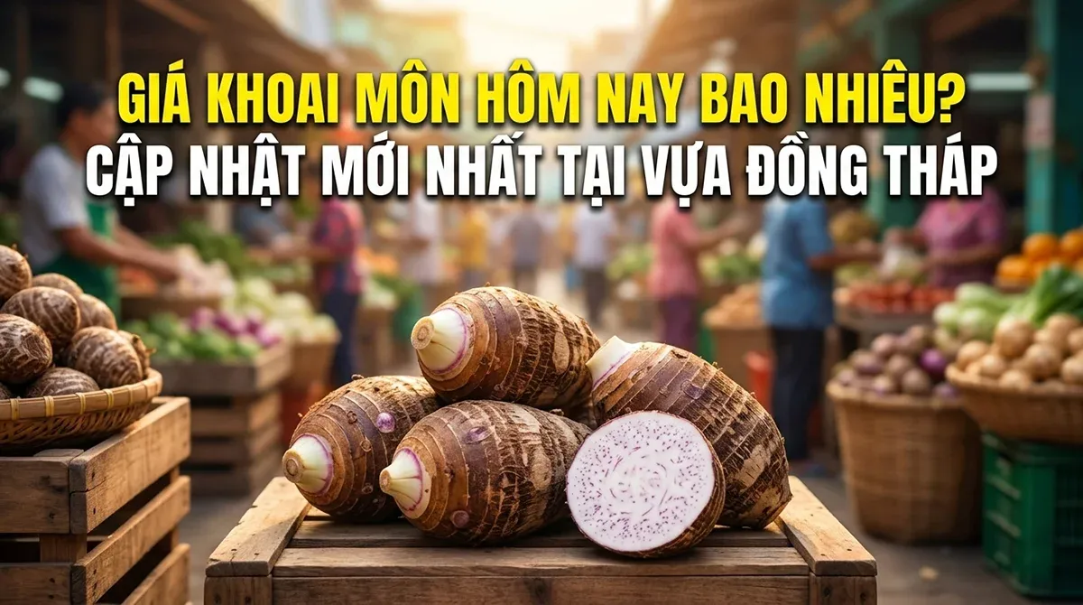 Ảnh đại diện báo giá khoai môn hôm nay, sỉ lẻ dòng chỉ tím vựa Đồng Tháp.
