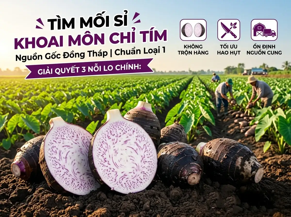 Nguồn sỉ khoai môn cao chỉ tím vỏ đen ruột trắng vân tím chuẩn gốc Đồng Tháp.
