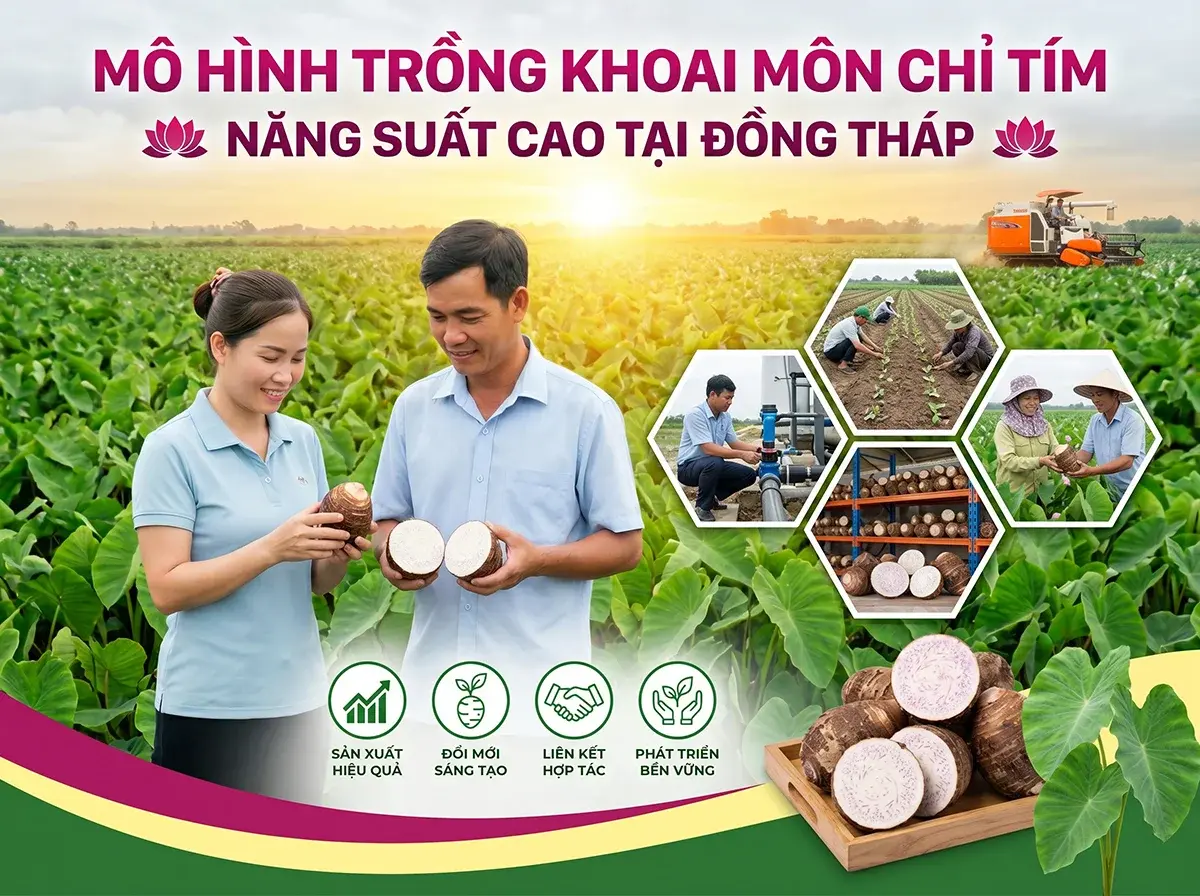 Nông dân Đồng Tháp ứng dụng kỹ thuật trồng khoai môn chỉ tím để đạt năng suất cao.