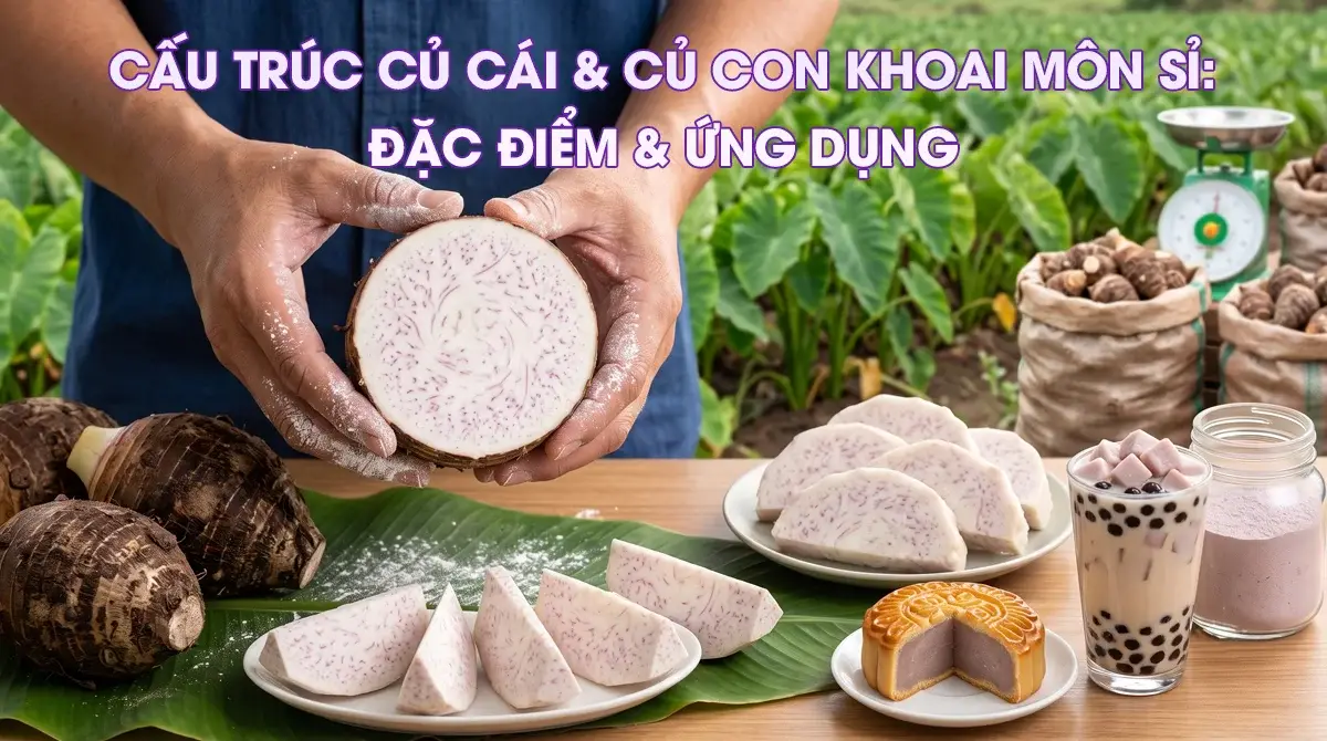 So sánh hình thái củ cái và củ con của khoai môn cao chỉ tím chuyên cung cấp sỉ cho chợ đầu mối và công ty chế biến