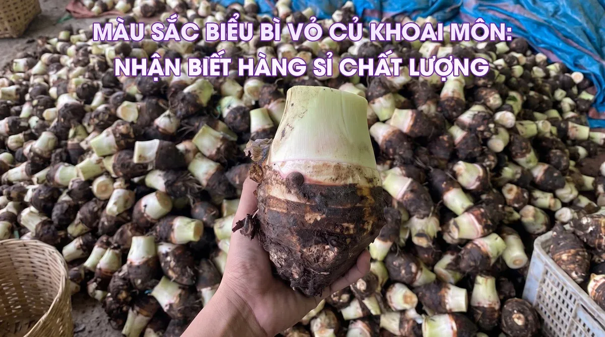 Lớp biểu bì vỏ củ khoai môn cao chỉ tím tươi mới chuyên cung cấp sỉ cho chợ đầu mối và công ty chế biến.