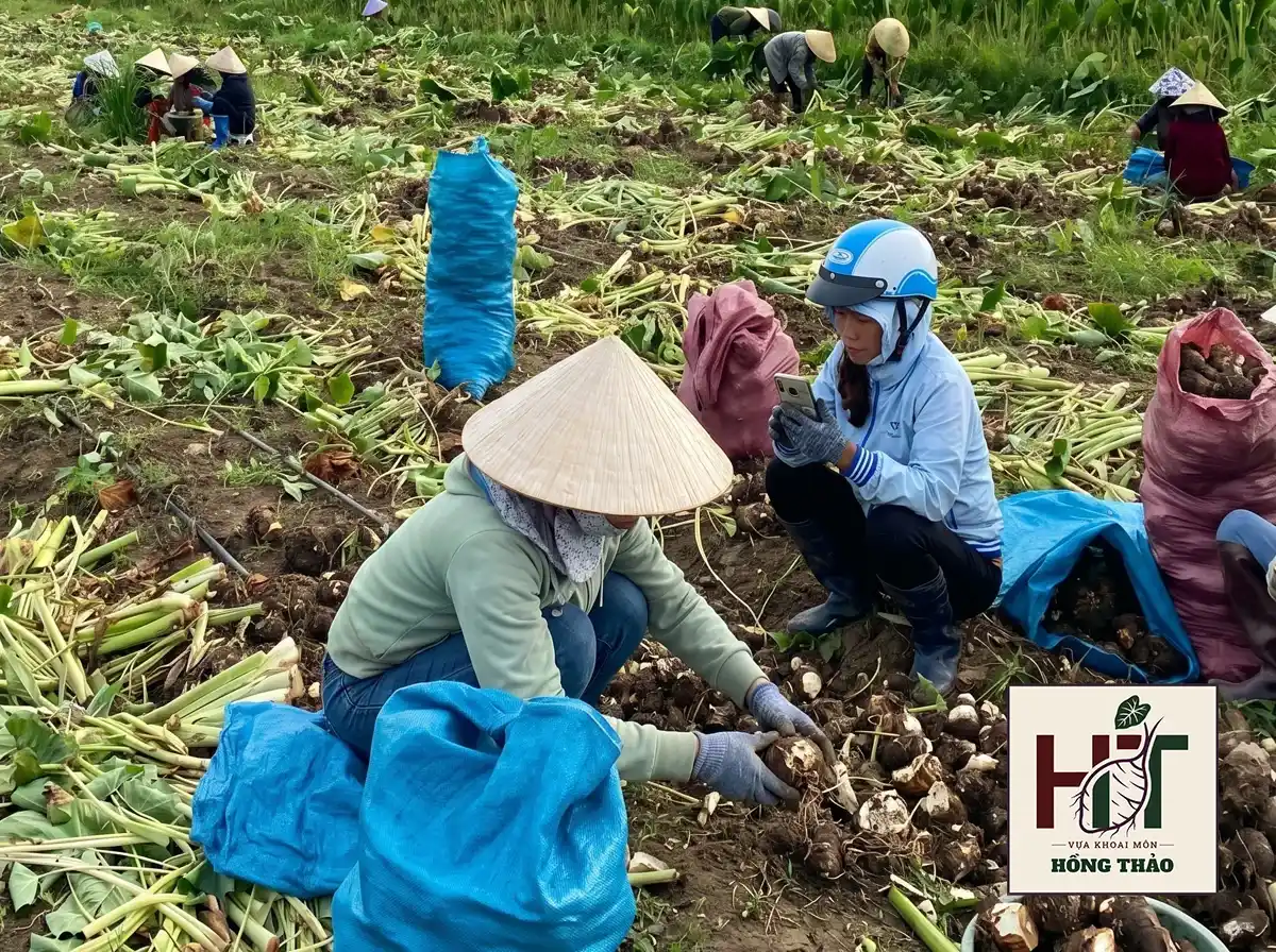 Giám sát thu hoạch khoai môn chỉ tím tại ruộng giúp tránh tổn thương cơ học.
