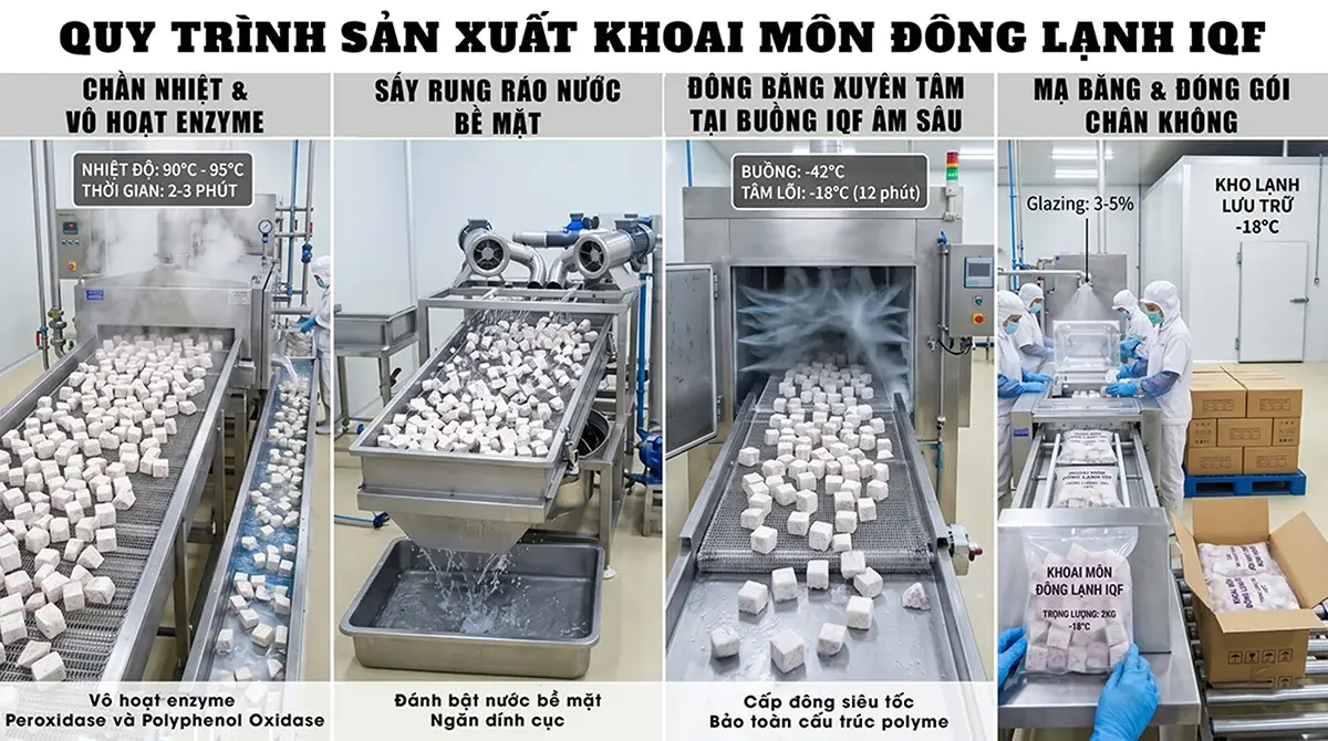 Infographic quy trình 4 bước sản xuất khoai môn chỉ tím đông lạnh bằng công nghệ IQF.