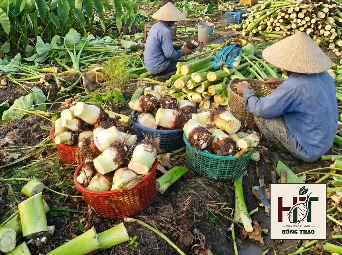 Nông dân thu hoạch khoai môn chỉ tím tại vườn, đảm bảo nguồn gốc vùng trồng nguyên liệu.