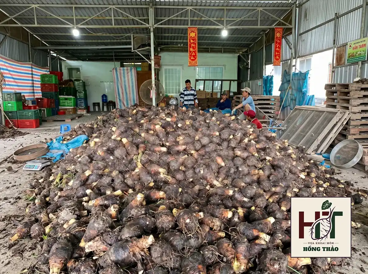 Nông dân tập kết và phân loại khoai môn chỉ tím thương phẩm tại xưởng Vựa Hồng Thảo.