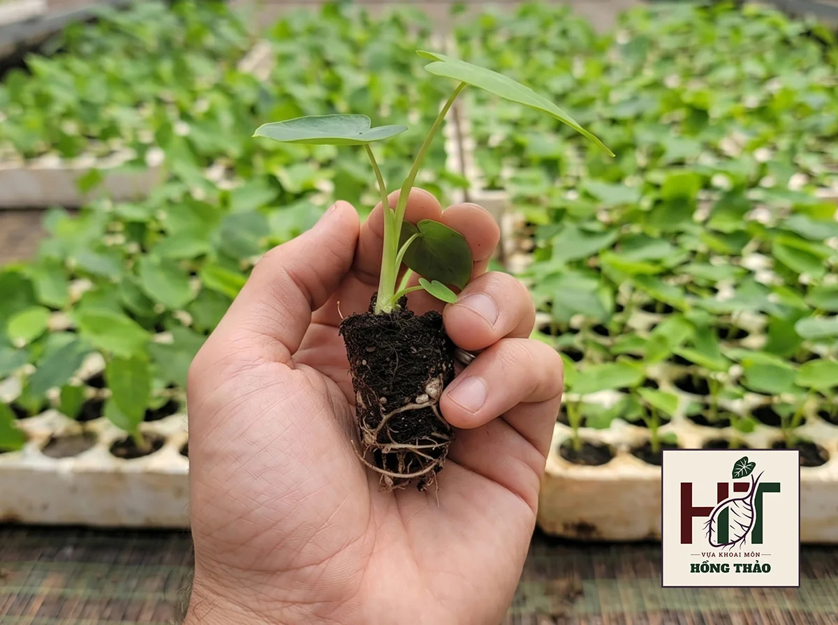 Cây giống khoai môn chỉ tím nuôi cấy mô rễ trắng khỏe mạnh tiêu chuẩn tại nhà ươm.