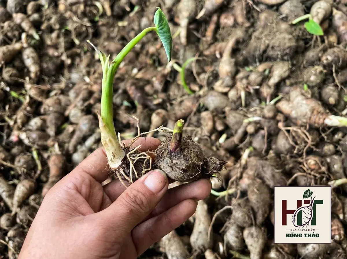 Củ giống khoai môn chỉ tím ủ chuẩn 1-3 tháng nảy mầm đều và khỏe mạnh.