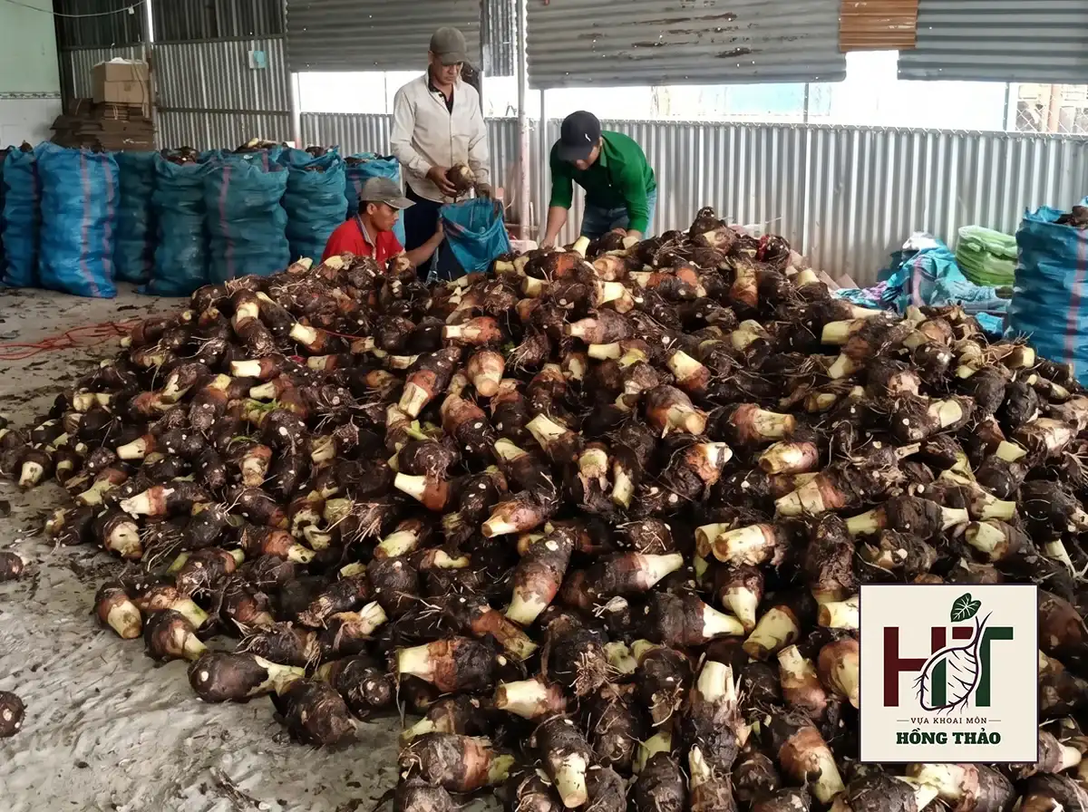 Nhân công tại Vựa Hồng Thảo đang phân loại số lượng lớn khoai môn chỉ tím tươi cung cấp sỉ cho nhà máy sấy.