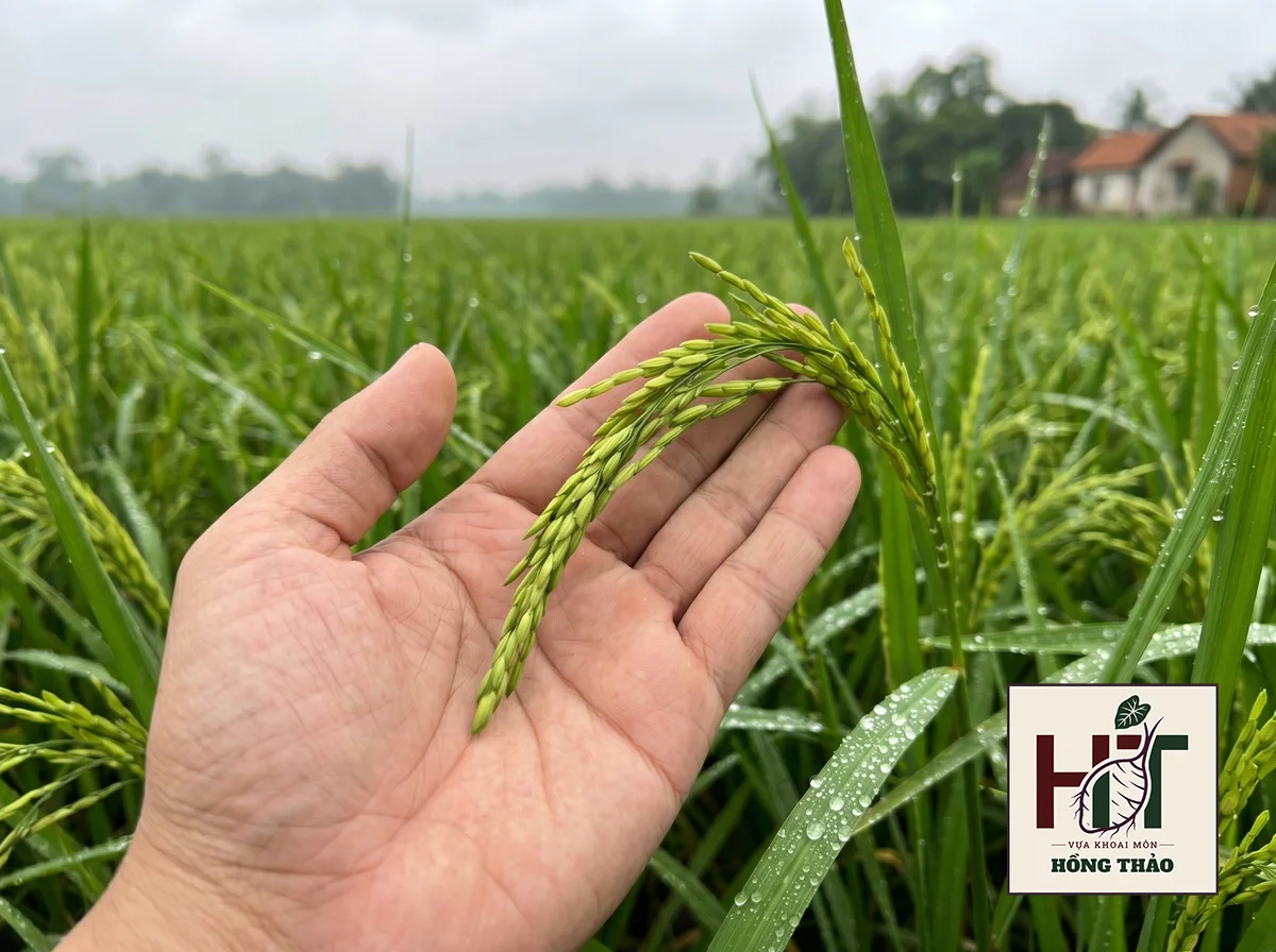Nông dân cầm bông lúa trĩu hạt nhờ dinh dưỡng hữu cơ từ mô hình luân canh khoai môn.