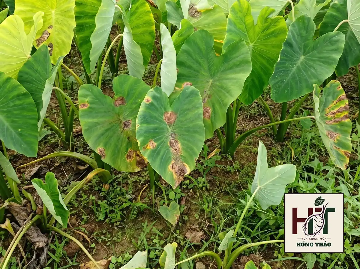 Cận cảnh lá khoai môn xuất hiện các vết đốm nâu do nấm gây bệnh thán thư.