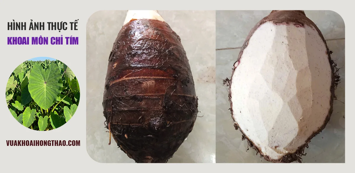 Củ khoai môn chỉ tím tươi nguyên vỏ và lột vỏ lộ rõ ruột trắng vân tím đặc trưng.