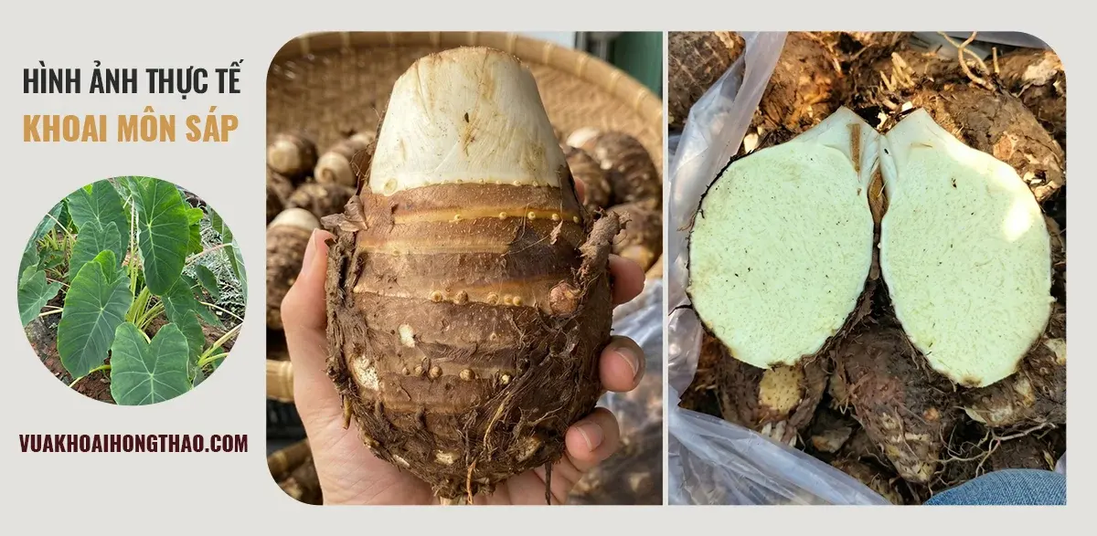 Hình ảnh khoai môn sáp ruột trắng đục, nguyên liệu chuyên dụng cho công nghệ sấy dẻo.