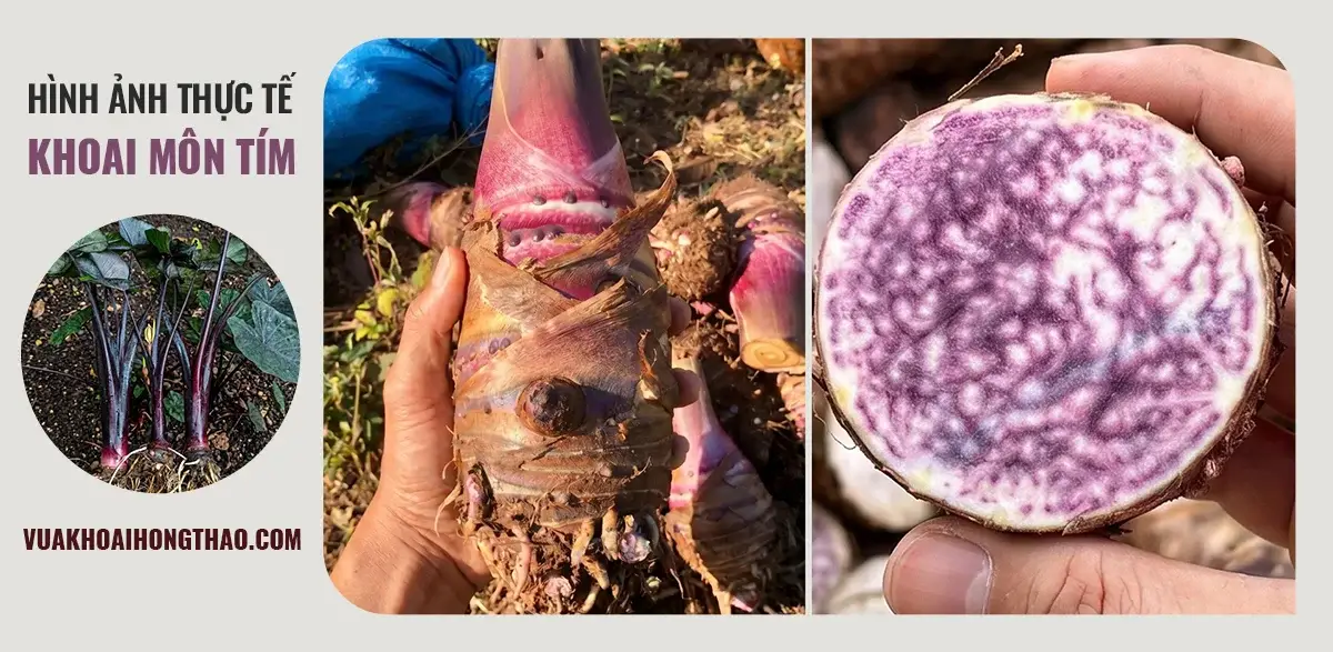 Mặt cắt thực tế củ khoai môn tím giàu anthocyanin, nguyên liệu chuẩn cho quy trình sấy lạnh