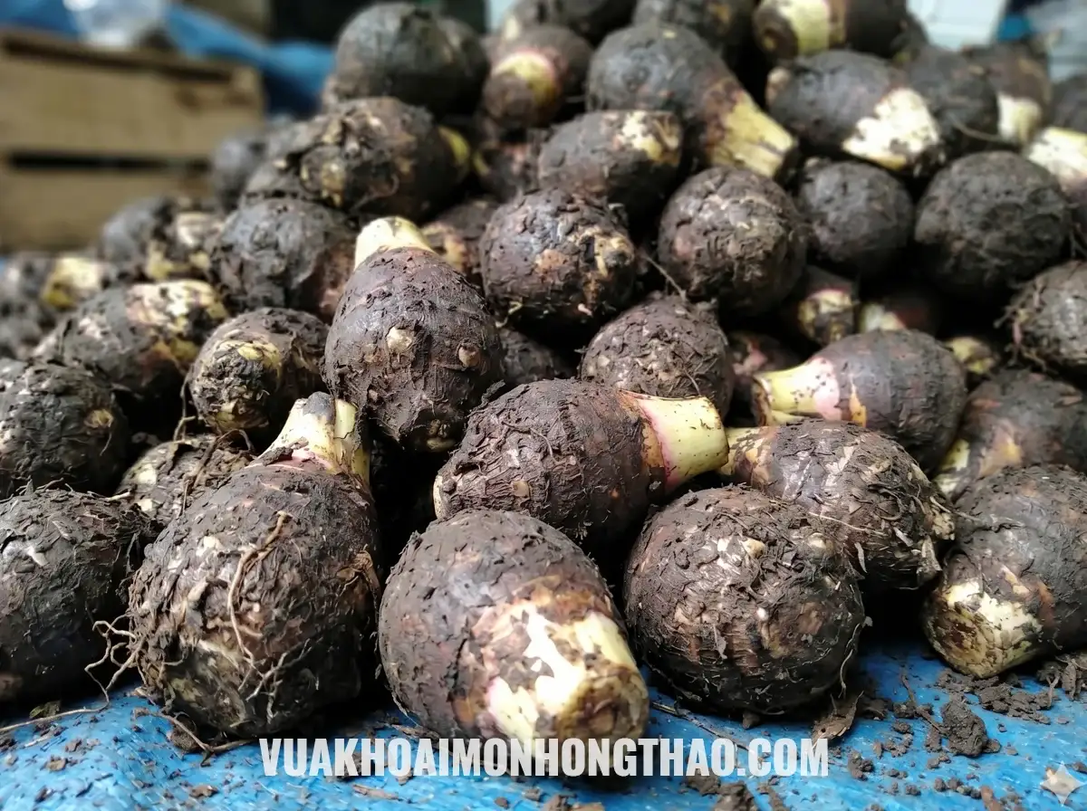 Khoai môn củ trung bám bùn đất trên bạt xanh, size tròn đều rất dễ cân bán lẻ.