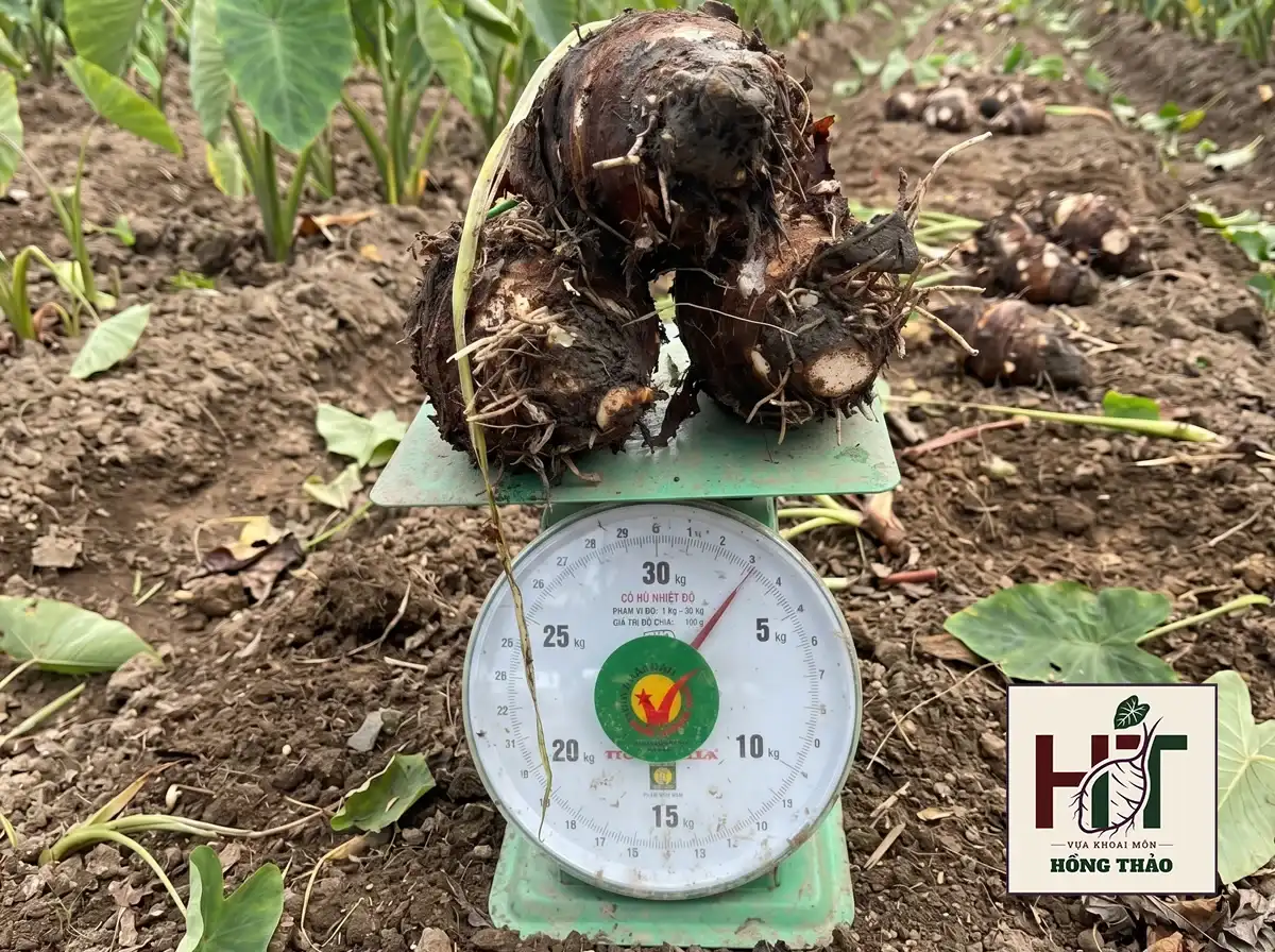 Ba củ khoai môn chỉ tím nặng 3kg trên cân đồng hồ tại ruộng, minh chứng năng suất cao.