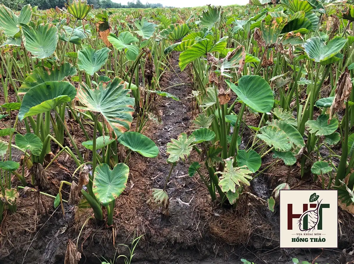 Cận cảnh ruộng khoai môn chỉ tím Đồng Tháp đang rũ héo lá để dồn dưỡng chất nuôi củ già.