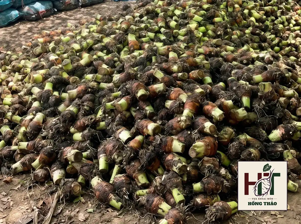 Thành quả thu hoạch khoai môn chỉ tím vỏ đen đạt năng suất cao tại Đồng Tháp.