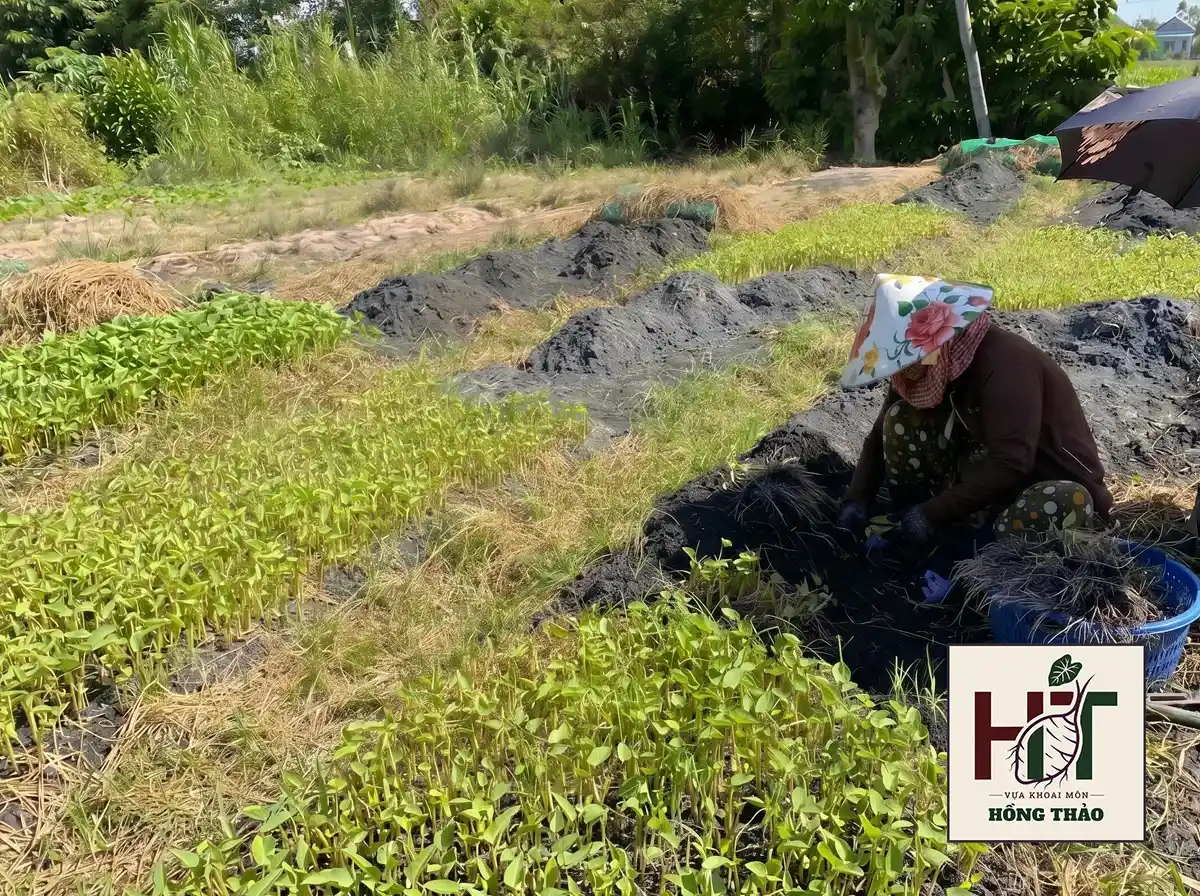 Nông dân Đồng Tháp ủ giống khoai môn chỉ tím bằng tro trấu giúp rễ phát triển khỏe mạnh.