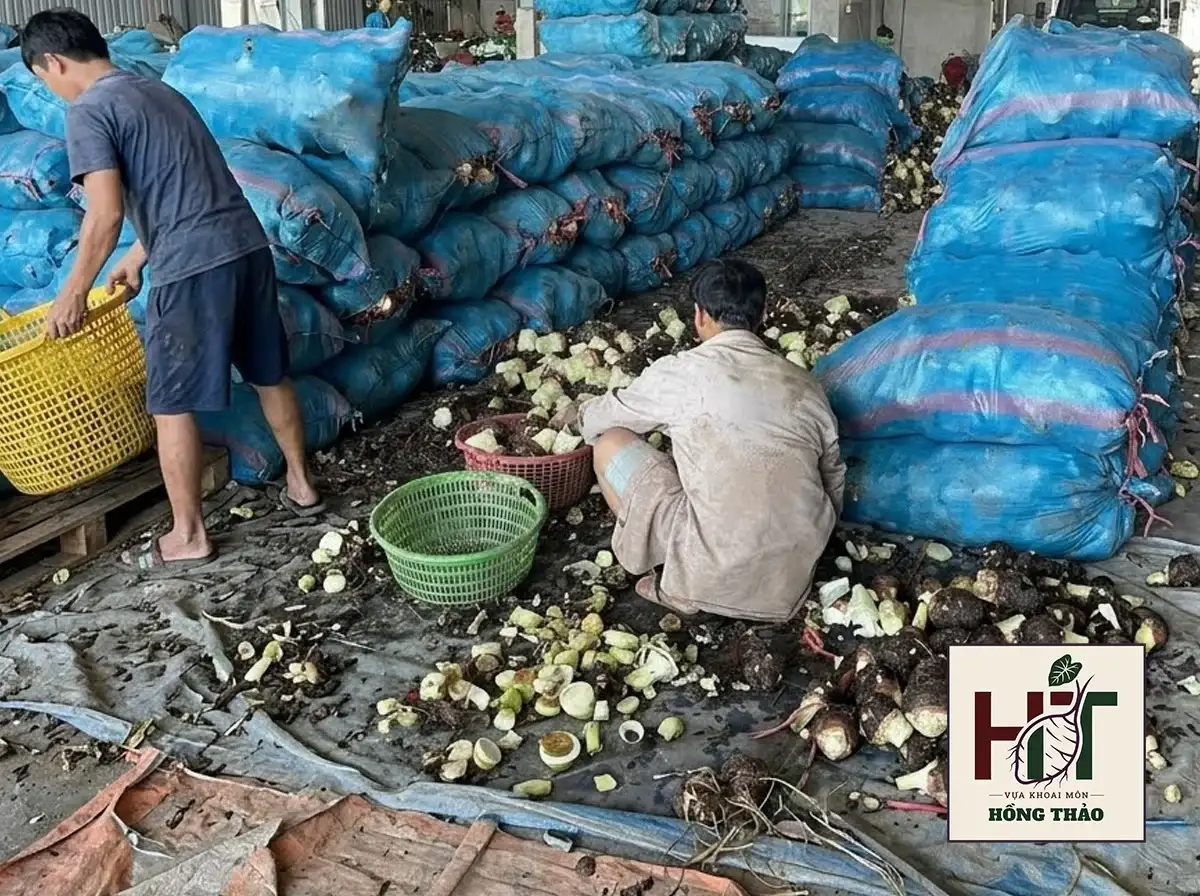 Hình ảnh công nhân đang phân loại hàng chục tấn khoai môn sỉ tại vựa phân phối quy mô lớn.