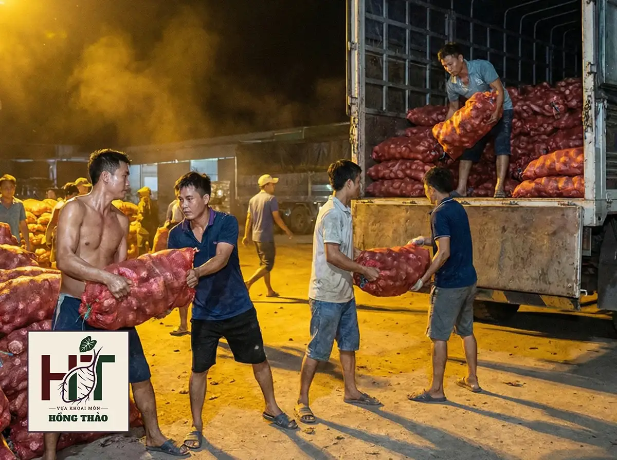 Đội bốc xếp chuyển bao lưới dứa khoai môn củ trung lên xe tải giao sỉ ban đêm.