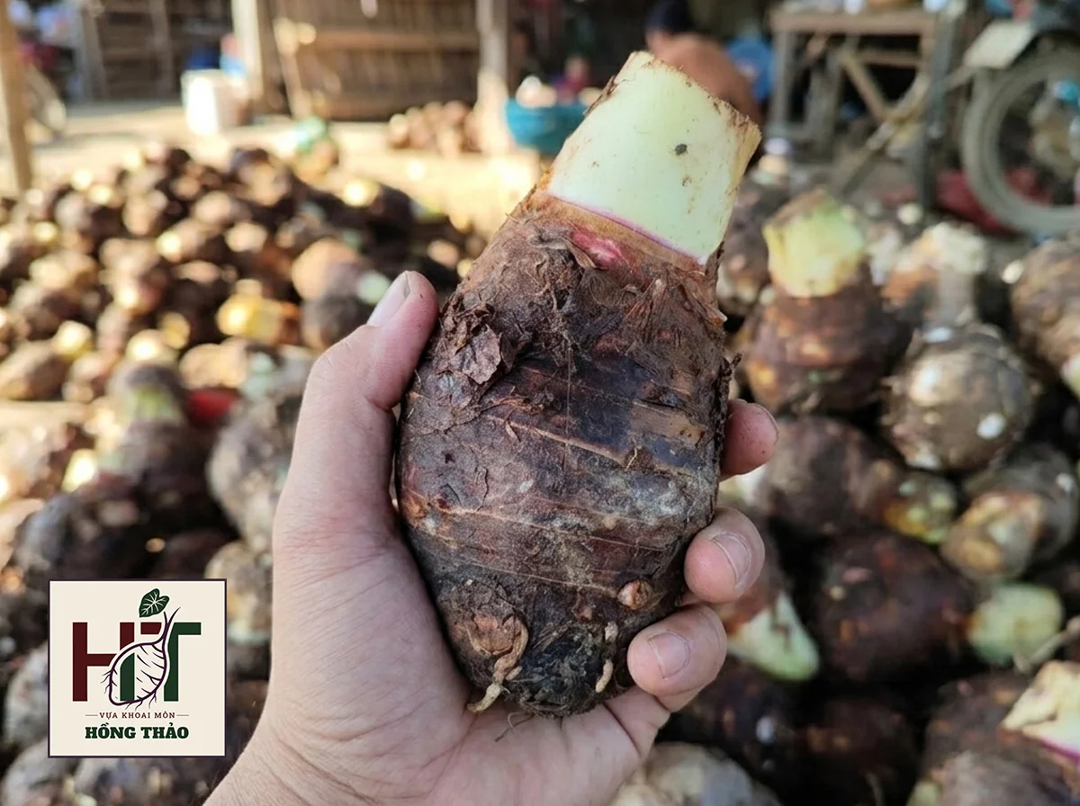 Tay cầm củ khoai môn chỉ tím vỏ đen nguyên bùn, form dáng chuẩn size củ trung.