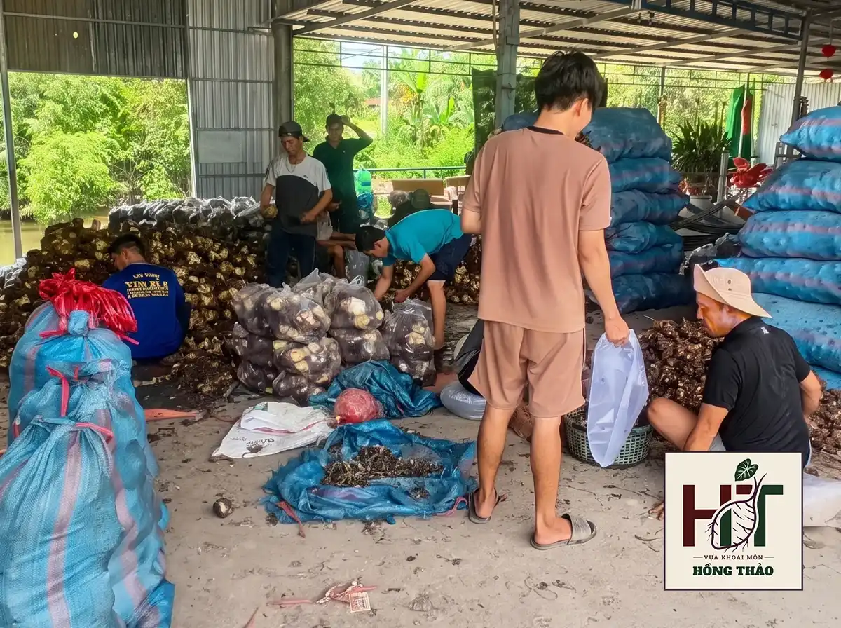Đội ngũ nhân công đang tất bật phân loại và đóng bao khoai môn hàng xô tại kho bãi quy mô của Vựa Hồng Thảo, đảm bảo nguồn cung nguyên liệu sỉ tận gốc liên tục cho chuỗi cung ứng dịch vụ ăn uống.