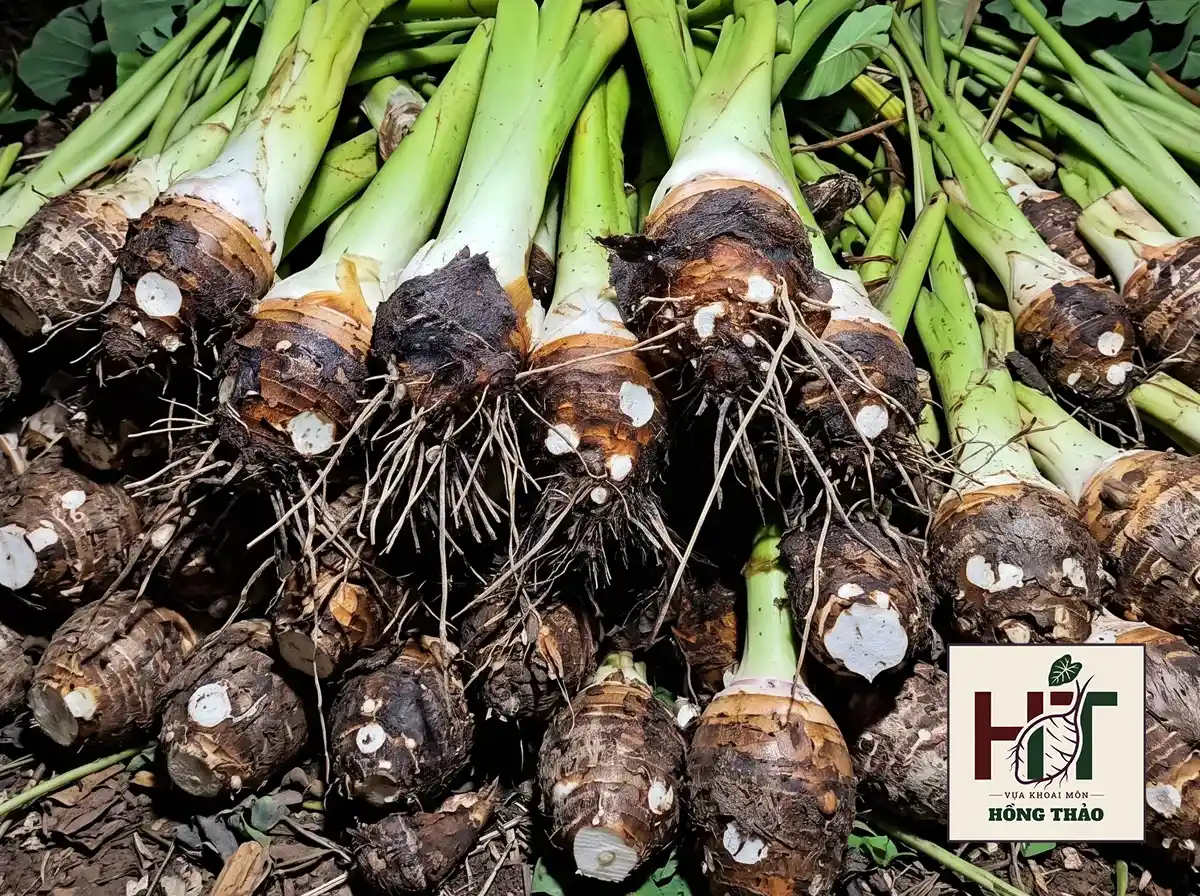 Lô khoai môn củ cái chỉ tím size đại tươi nguyên cuống tại Vựa Hồng Thảo.