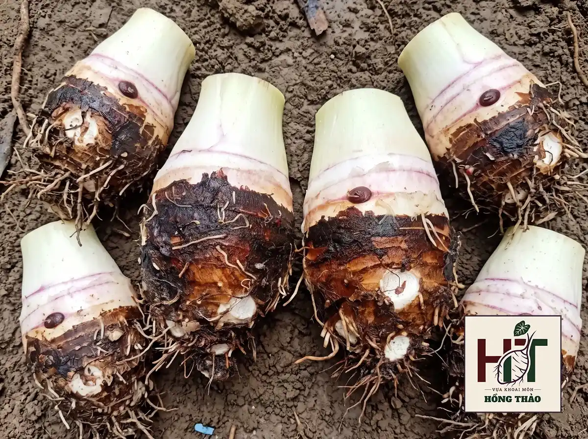 Cận cảnh khoai môn củ cái chỉ tím vỏ đen mới thu hoạch tại rẫy Đồng Tháp.