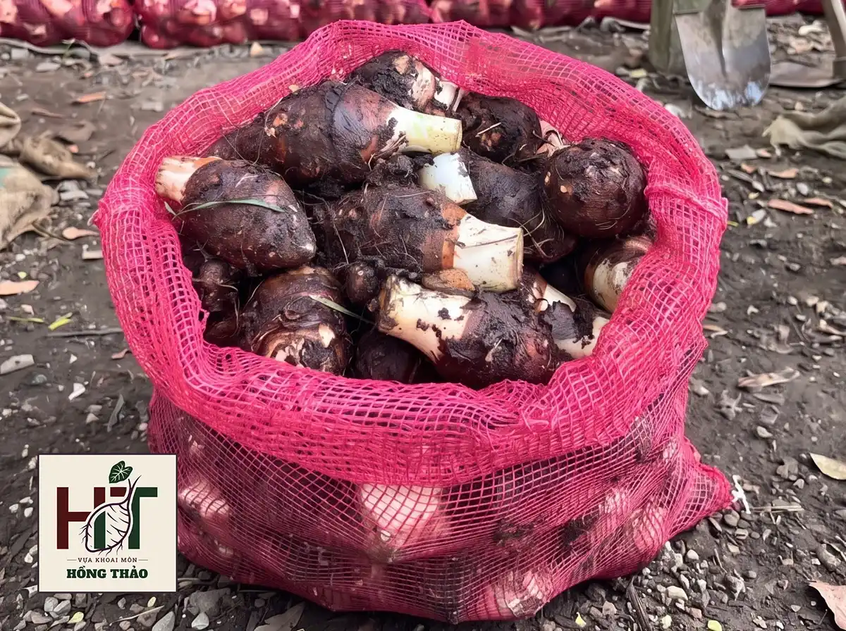 Khoai môn củ trung chỉ tím bám bùn được đóng bao lưới dứa đỏ 50kg chắc chắn.