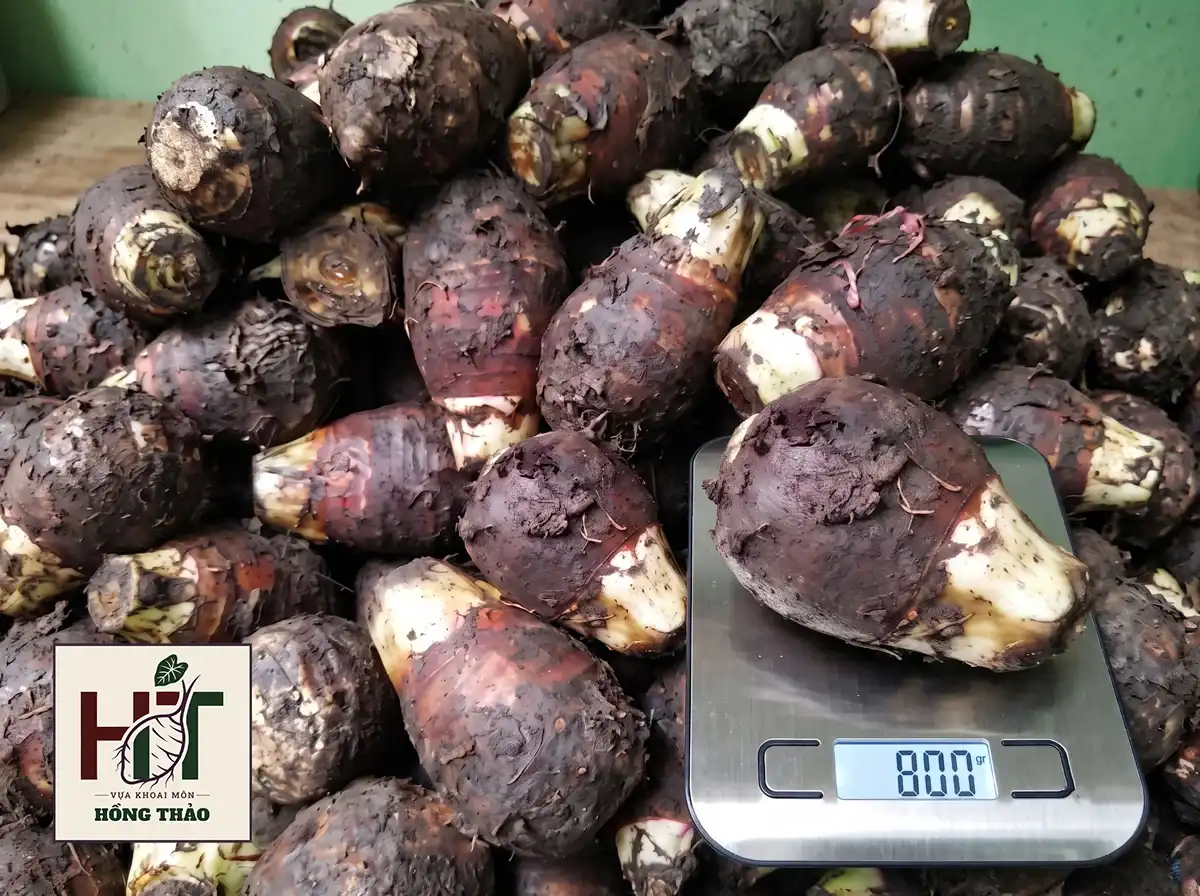 Củ khoai môn chỉ tím vỏ đen nguyên bùn đạt chuẩn size 800g trên cân điện tử.