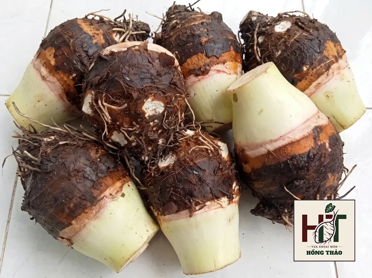 Cận cảnh lô khoai môn củ cái Đồng Tháp củ to nhẵn vỏ phục vụ xưởng sấy giòn.