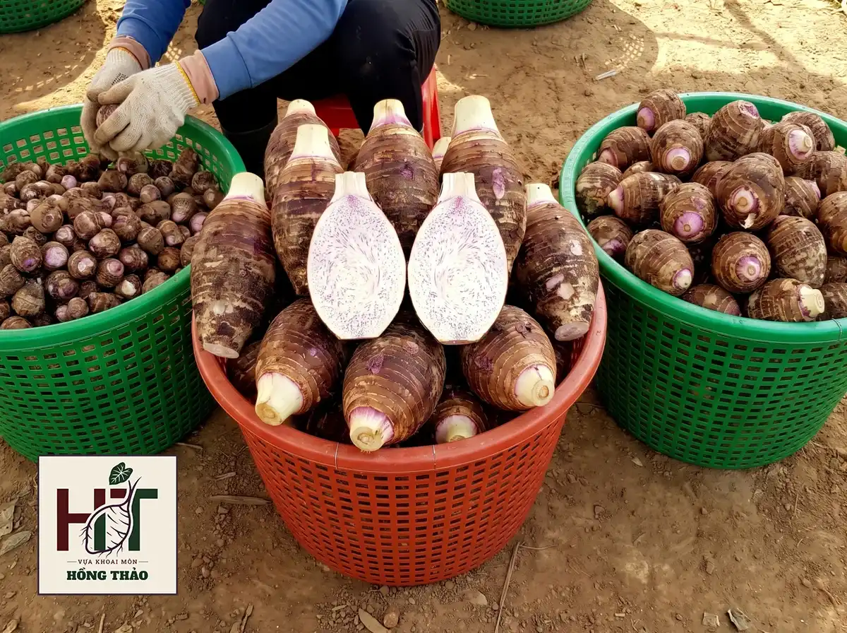 Thợ rẫy phân size khoai môn chỉ tím, tách biệt rõ củ trung, củ cái và củ bi.