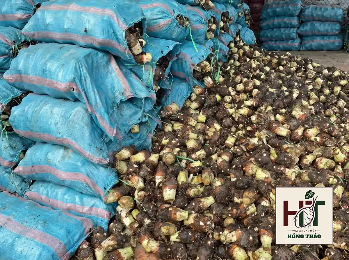 Bãi tập kết khoai môn củ cái chỉ tím đóng bao xanh chờ xuất xưởng tại vựa.