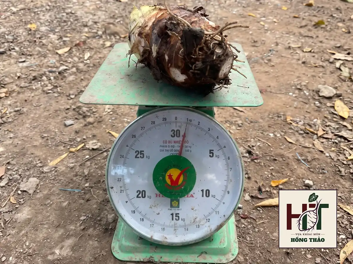 Cân thực tế củ khoai môn chỉ tím củ cái đạt trọng lượng trên 1kg tại bãi.