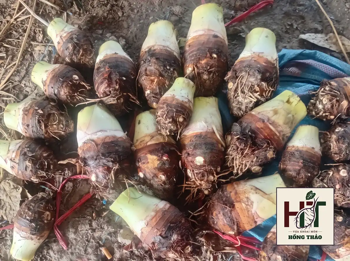 Khoai môn size đại 800g đến 2kg đặc ruột, dáng thuôn dài, nguyên liệu tối ưu cho chế biến công nghiệp.