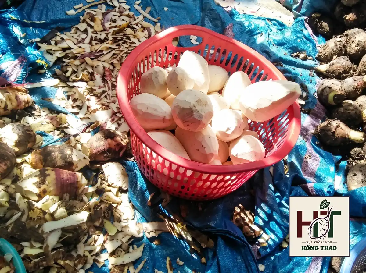 Cận cảnh rổ nhựa đỏ đựng củ khoai môn đã gọt sạch vỏ, xung quanh là nguyên liệu chưa sơ chế và lượng lớn vỏ phế phẩm trên bạt, minh họa chân thực cho tỷ lệ hao hụt gọt vỏ (peeling loss) tại xưởng.