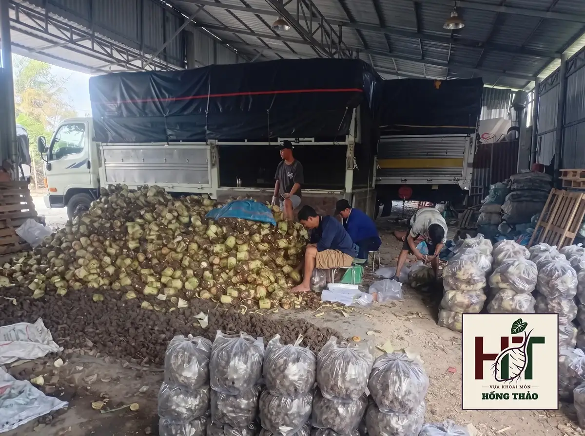 Nhân công tại Vựa khoai môn Hồng Thảo đang thực hiện quy trình KCS, lựa bỏ hàng dạt và đánh size chuyên sâu lô hàng nguyên liệu vừa cập bãi trước khi đóng bao giao nhà máy.