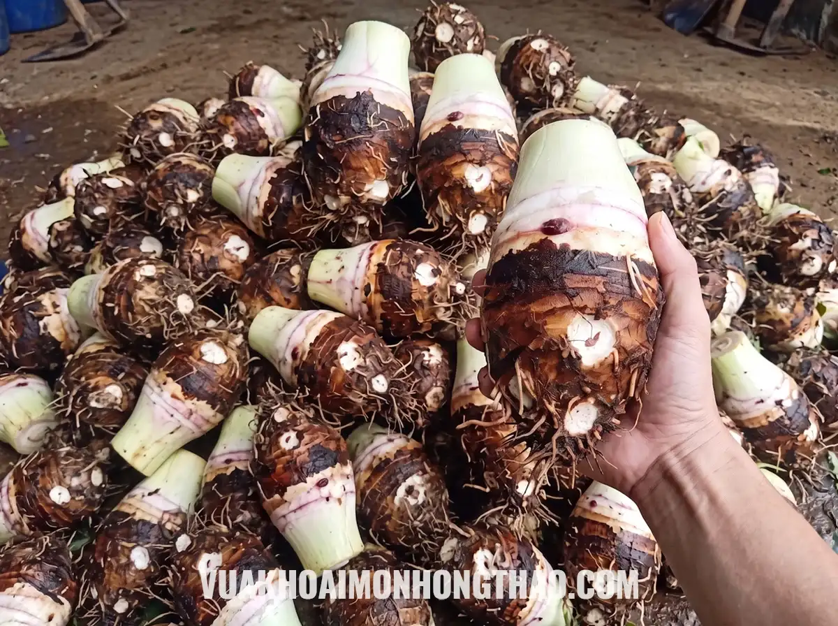 Cận cảnh trên tay củ khoai môn cái chỉ tím size đại tươi rói, cắt ngang lộ rõ vân tím hoa sim. Dòng phôi nguyên liệu hàng cơi cung cấp sỉ giúp xưởng F&B tối ưu tỷ lệ thu hồi thịt củ.